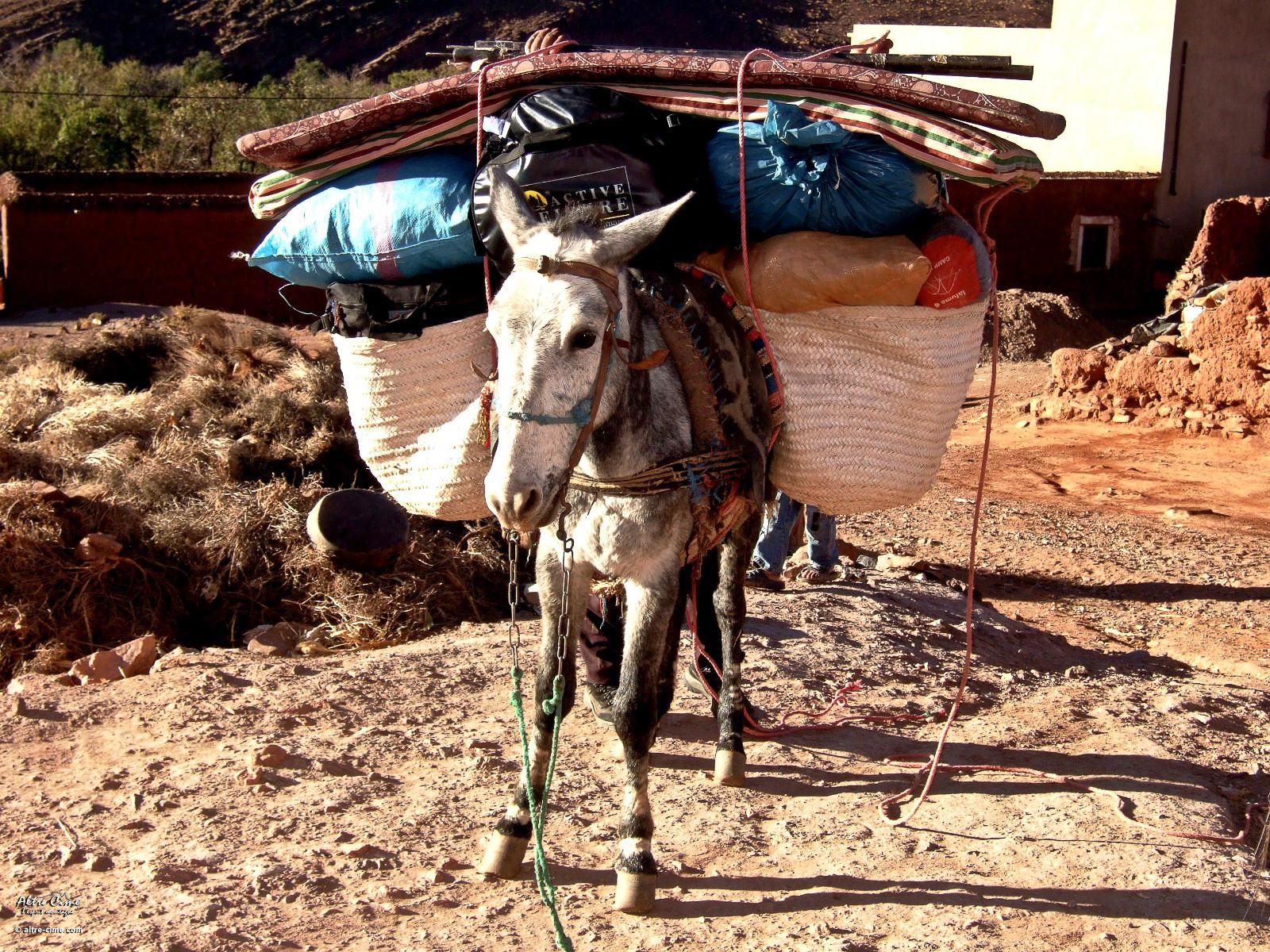 chargement des mules pour le Jebel Sirwa