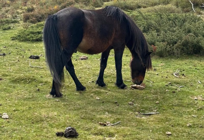 randonnee-corse-sud-mer-montagne-J5